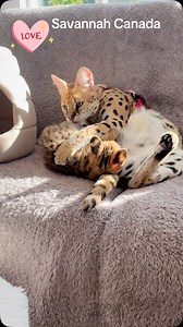 6K reactions · 214 shares | When Mama Cass plays with baby Nelly… pure love in motion. These two melt hearts every day — gentle paws, big purrs, and endless cuddles. #SavannahCat #Serval #CatMom #BigCatLove #FurryFamily #CassAndNelly #CatTok #WildAndSweet #cats_of_instagram #bestmeow #catlover | Savannah Canada | Facebook
