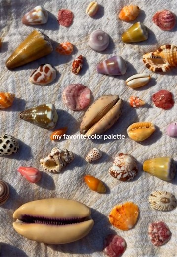 so many pretty colors 😍🐚✨ #sheashells #shells #hawaii #oahu #waikiki | pink seashell