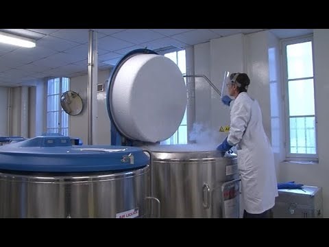 Cordon ombilical : des cellules en or ?