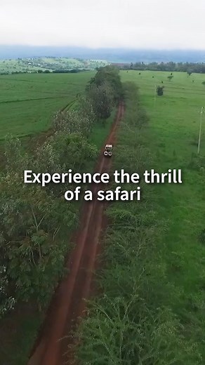 Watch the magic unfold and get a sneak peek into what could be your next big adventure on O.A.T.'s Safari Serengeti: Tanzania Lodge & Tented Safari, 13-Day Land Adventure. Ready to explore the wild? Let us know in the comments if you'd love to join this life-changing safari! Get more information here: https://bit.ly/4jzoe0s #OATtravel #Africa #Safari | Overseas Adventure Travel