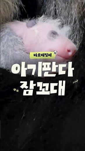 Want to hear a 14-day-old baby panda talking in its sleep? | #shorts #babypanda #pandawithssongclip