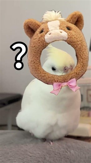 Cute Black Phoenix Parrot Debut! 🎉🐦 Xiao Ma's First Video