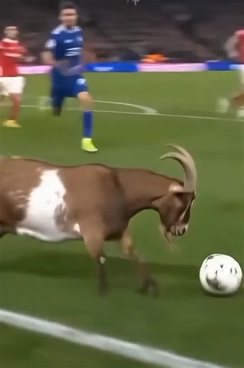 Animals Take Over the Soccer Field!