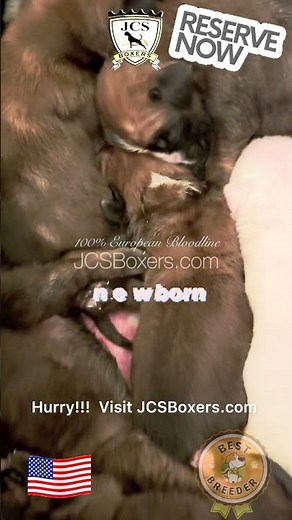 Newborn JCS Boxer puppies 100%European Bloodline guaranteed! Ready to go home December 2025 🥇🏆