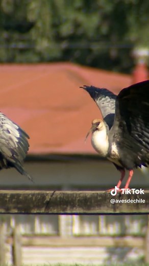 La bandurria (Theristicus caudatus) es un ave grande y elegante que habita en gran parte de Sudamérica. Su pico curvo le permite capturar su alimento en el suelo o en el agua. Su plumaje combina tonos grises, ocres y negros que contrastan con sus patas rosadas y su iris rojo. Es una especie adaptable que se puede ver tanto en la costa como en la cordillera. Extraído de: Multicosmos audiovisual (YouTube) - Serie Nuestras aves #Bandurria #aves #Chile #tiktokchile #tiktoknature #nature #avesdechile