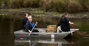 Platypuses reintroduced to Royal National Park have a new member of the family