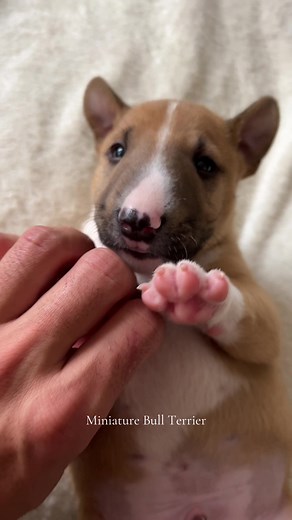 Miniature Bull Terrier Puppy - Perfect Family Pet
