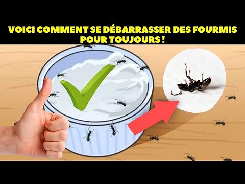Voici comment se débarrasser des fourmis pour toujours !