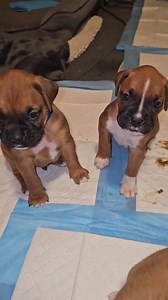 Boxer play time Part 3 | Angels by the Dozen Boxers