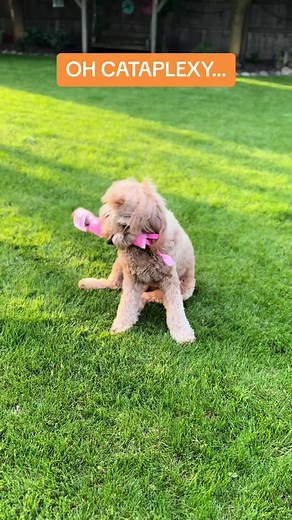 Understanding Cataplexy in Dogs: A Heartwarming Tale