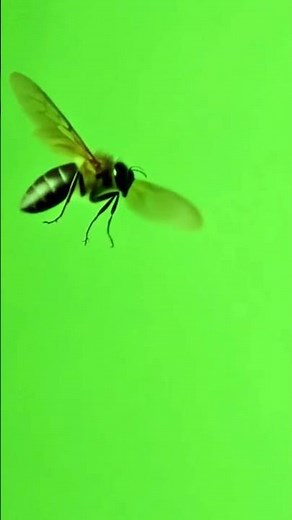 Buzzing flying wasp bee green screen with sound 🐝