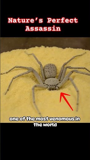 Six-Eyed Sand Spider Buries Itself #SandSpider #SixEyedSandSpider #DeadlyAnimals