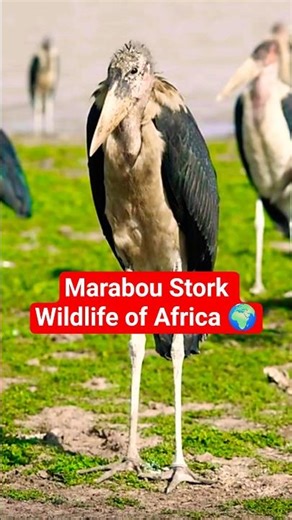 Amazing Birds Spotted in African Forests | Wild & Beautiful Birds of Africa,#africa #wildlife,