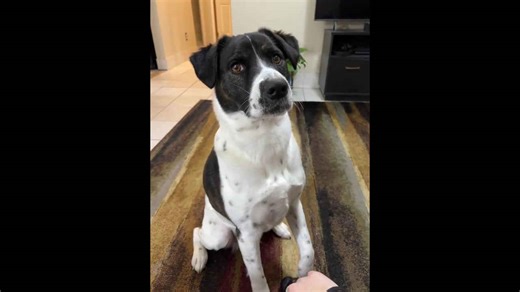 Dog gives owner an annoyed stare after being petted in Rochester, New York, USA