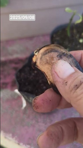 マンゴーの種を植えてみた #マンゴー #マンゴー栽培 #マンゴーを種から育てる #種から育てるシリーズ