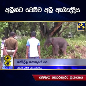 4.4M views · 81K reactions | අලීන්ට වෙච්ච අලි ඇබැද්දිය | Live at Sri Lanka | Facebook