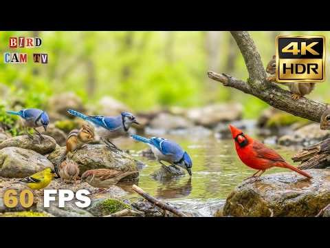 Cat TV for Cats to Watch 😺 Birds & Squirrels 🐦🐿 Rapid Motion to Trigger Cat Instincts | 4K HDR 60FPS