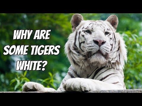 Why are some Tigers White?