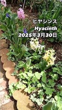 カラフルなヒヤシンスの育て方：花咲くガーデンの秘訣 Hyacinth⠀色んな色の花が咲いた。2025年3月30日