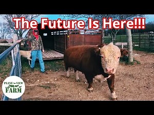 How We Got Here And What's Next For Our Small Scale Cattle Farm