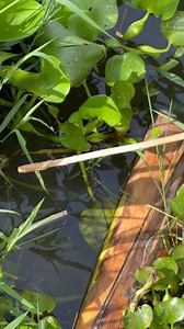 Amazing Koi Fish Catching by Hook | Fishing & Village Tradition