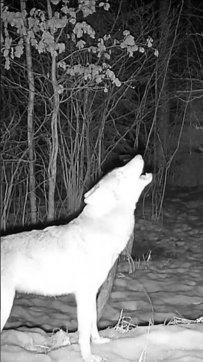 Wolf howling with pack | Canis lupus sounds