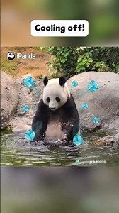 There’s Fish In Le Le’s Playing Pond! | iPanda #shorts