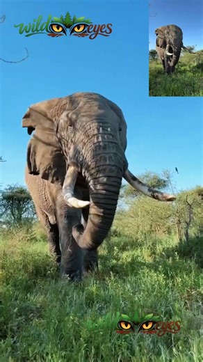 lephants Playing | Cute & Funny Wildlife Moments 🐘🌿