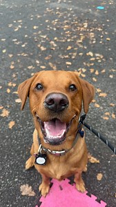Adult class 2 Little bit of everything today for these guys; working through behaviour sequences, luring, recall m, a little bit of neutrality work. Everyone smashed this one, even the new guys! Well done everyone  #goodbehaviourclass #grouptraining #obedience #neutrality #control #socialskills #loveyourdog #trainyourdog #dogtraining #dogtrainer #hemelhempstead #kingslangley #abbotslangley #stalbans #watford #bedmond #hertfordshire | Westwick K9 Academy | Facebook
