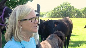 Guard llamas? Really? You bet! Top AI Angus breeder Shirley Williams of Fair Oaks Farm near Van Buren, uses llamas to protect her registered seed-stock Angus. Llamas have an instinctive dislike for canids, like wild dogs and coyotes. Shirley loves her llamas and hasn't lost a single calf since they began guarding her herd 10 years ago. | Arkansas Farm Bureau Federation