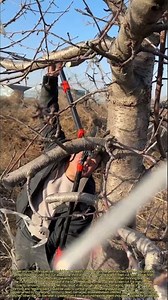 Fruit growers use heavy-duty pruning shears to remove excess branches from fruit trees.