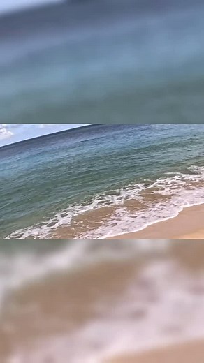 MONK SEAL REGS 👀🦭🤔 #monkseal #hawaiirhinofishing #waimeabay | Hawaiirhino Fishing