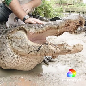 14K views · 329 reactions | WARNING: GRAPHIC CONTENT, VIEWER DISCRETION ADVISED. How do you examine a full grown alligator? VERY carefully. Stream #PopMyPet now on discovery+. Download and subscribe discoverypl.us/2Lm0vGc | Animal Planet | Facebook