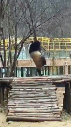 Panda Falling Down - Hilarious Blooper Moment