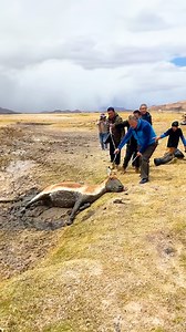 696K views · 35K reactions | Watching this wild donkey gallop free across the field after being rescued is absolutely beautiful 凉 | We Love Animals | Facebook