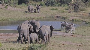 615K views · 12K reactions | Watch as Elephant, Giraffe, and Zebra gather at a waterhole in Kruger National Park, South Africa #nature #safari #animals #wildlife #amazing | Wildest Kruger Sightings | Facebook