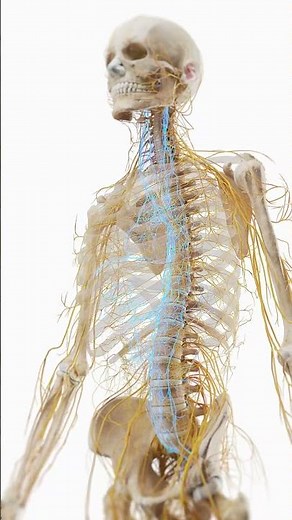 🧠⚡ The Autonomic Nervous System: The Body’s Hidden Regulator ⚡🧠 #medicalanimation
