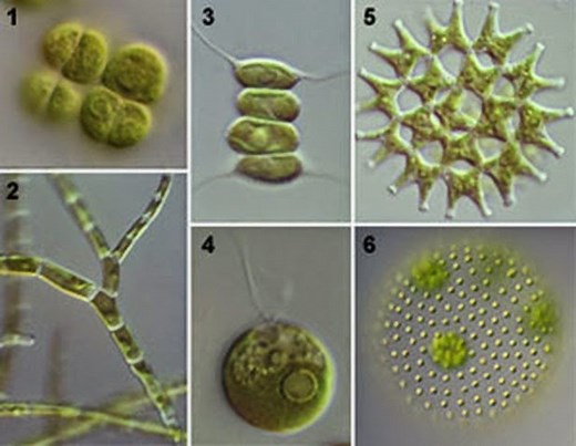 Classification of Algae by Fritsch