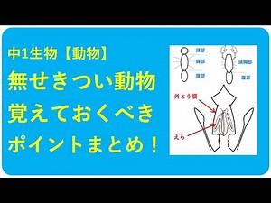 中1生物【無せきつい動物の覚えるべきポイント】