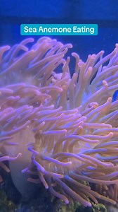 11 reactions | Did you know that our sea anemones can eat a whole shrimp? We hand feed them shrimp. Have you ever seen a sea anemone eat? #seaanemone #seaanimals #Awesome #bubbletipanemone #eastidahoaquarium | East Idaho Aquarium | Facebook