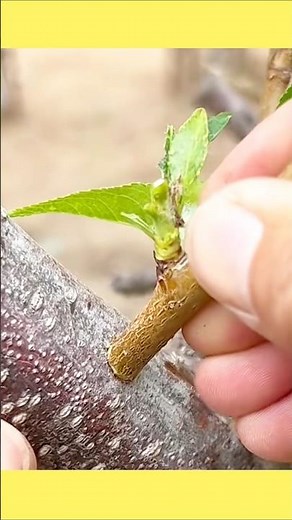 best splicing method#short#shorts