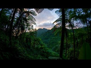 1 Hour Rainforest & Coqui Frogs | Relaxing Nature Sounds