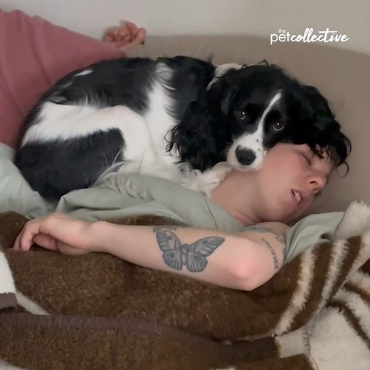 256K views · 2K reactions | On this episode of Today, I Learned, we're going over some great reasons on why you shouldn't pet service dogs! ‍了 | The Pet Collective | Facebook