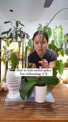 Ana Perez on Instagram: "How to trim orchid spikes for reblooming. Be sure as always to disinfect your pruners. You can cut the spike right above the next healthy node from the top down or you can cut the entire flower spike. A lot of people always recommend you don’t trim spikes because they can make more flowers, but it’s really a 50/50 chance because it depends on the orchid and the environment the orchid is in. Not all orchids are the same. Remember, secondary spikes will produce less flower