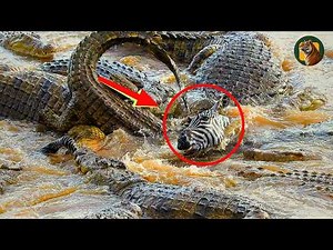 15 Terrifying Crocodile Attacks Caught on Camera Real Footage !
