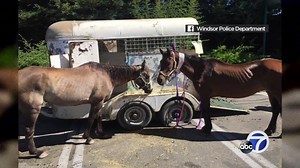 Sources: 2 Abandoned Horses in Windsor were stolen from the South Bay