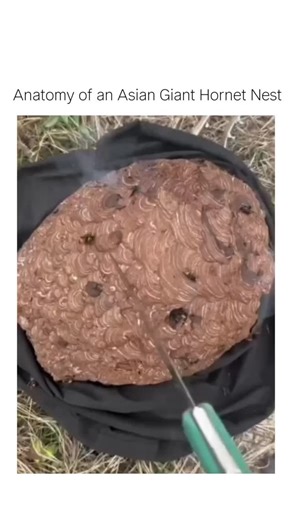 technology & engineering on Instagram: ".. This video provides a rare, close-up look inside a massive Asian Giant Hornet nest. The exterior is a thick, fibrous, reddish-brown shell with a swirling texture. Slicing it open reveals a fascinating, highly organized interior: several layers of stacked, horizontal combs made of darker, polished paper. The cells within these combs are packed with the developing hornet colony—specifically, bright white larvae and pupae lying within the open, hexagonal b