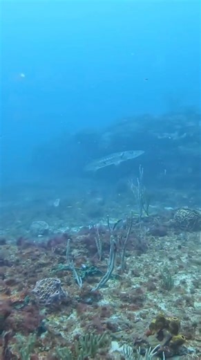 #spearfishing #freediving #fish #underwaterlife #diving #fishing #scubadiving #speargun #fishinglife | fishingvideo