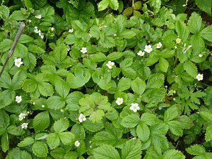Gardening: More hardy prairie ground covers to solve your landscape problems