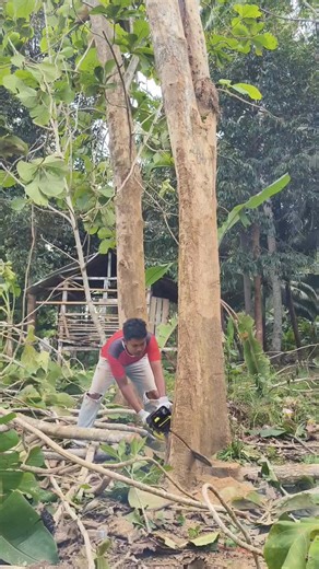 Part five felling teak trees #Woodworking | Syafi Gokil